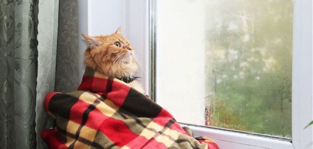котиш.jpg котиш.jpg