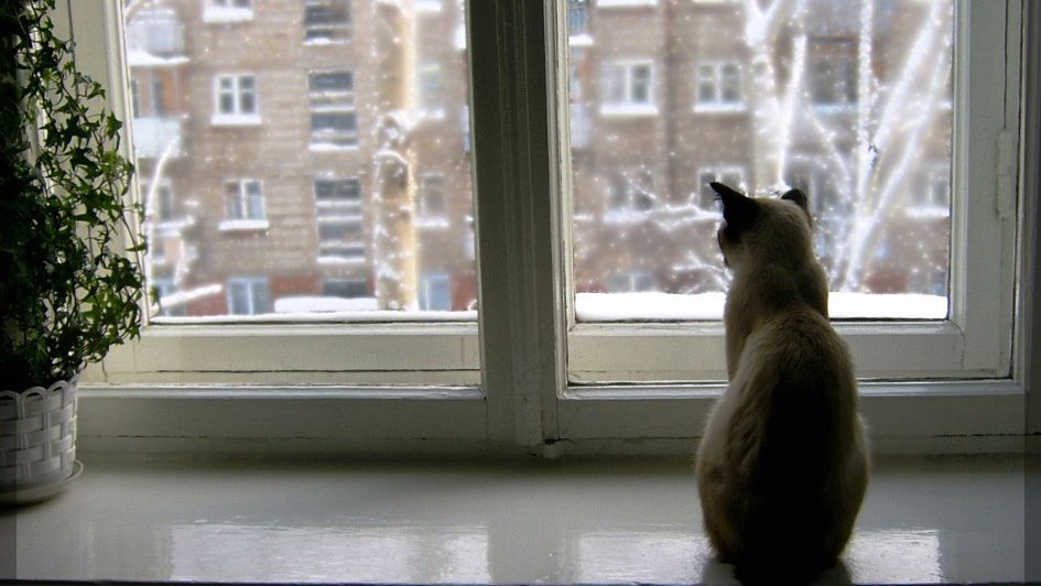 коти.jpg коти.jpg