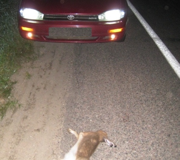 зая.jpg зая.jpg