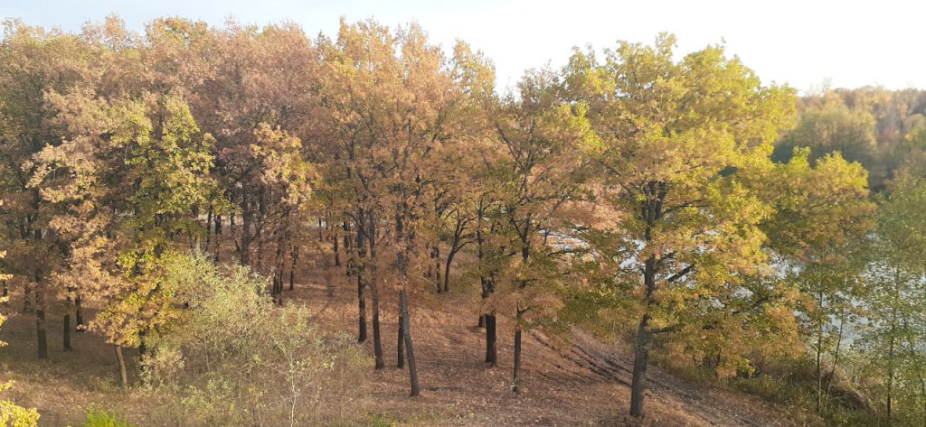 осень.jpg осень.jpg