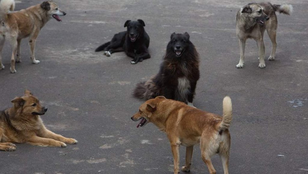соба.jpg соба.jpg