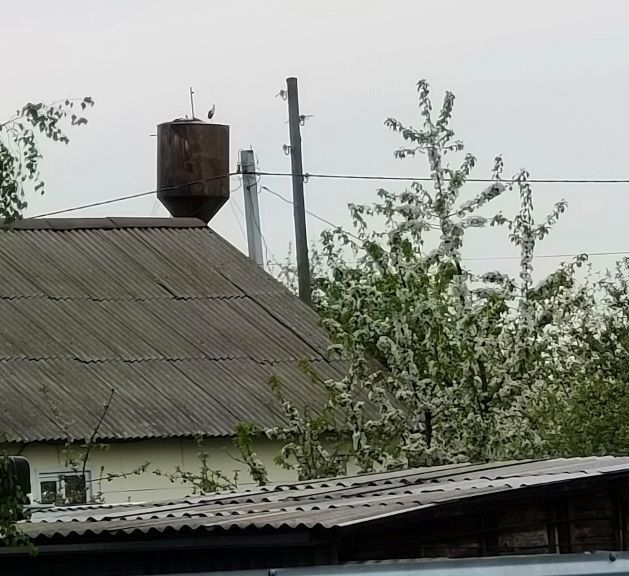 аисты.jpg