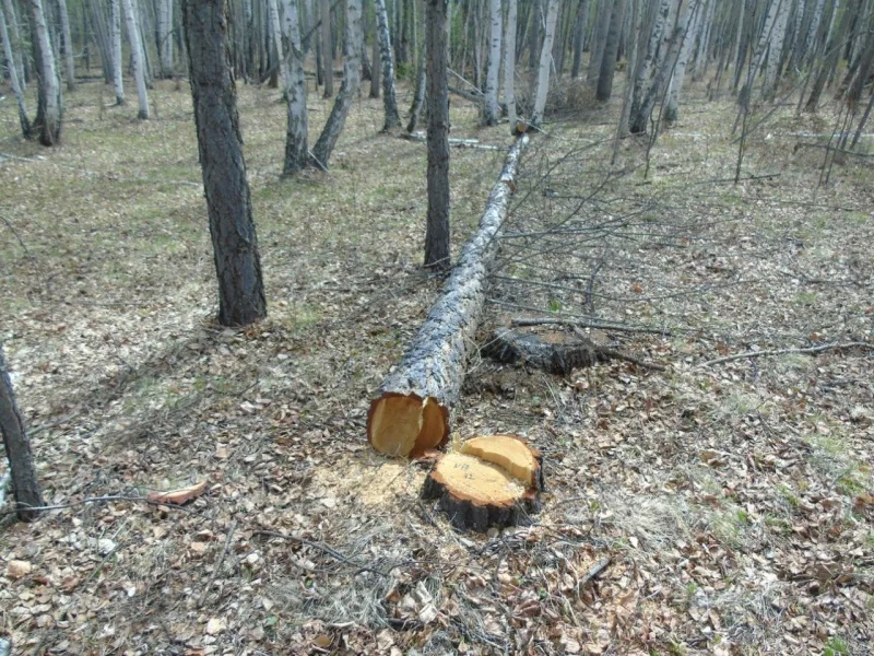лес.jpg лес.jpg