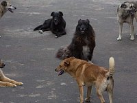 Аркадакцев предупреждают об ответственности за беспривязное содержание собак