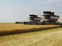 Земледельцы района убирают поздние зерновые культуры