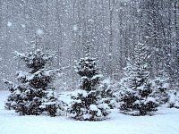 После морозных выходных к нам придут снегопады