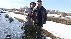 У Шишкиных из Алексеевки на участке прижились  ёлочки