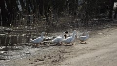 Начавшаяся неделя удивит нас аномально теплой погодой 