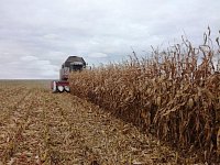 В районе намолочено почти 250 тысяч тонн зерна