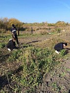 Студенты медицинского колледжа помогают пожилым людям убрать дворы