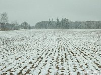 В районе начался мониторинг состояния озимых
