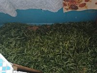 За добычу и хранение конопли житель Аркадака получил срок