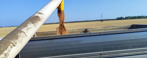 Аркадакские земледельцы убирают озимую пшеницу