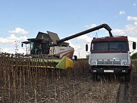 В районе наполовину посеяны озимые культуры