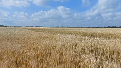В хозяйстве Аллы Плехановой продолжаются трудовые будни