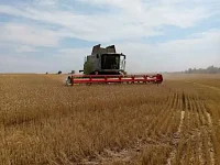 Хлеборобы района приступили к уборке урожая