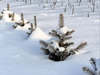 Посадка леса в Аркадакском районе будет продолжена