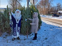 В Аркадаке открыли ёлочные базары
