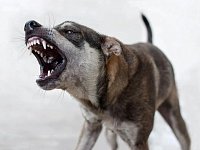 В Аркадакском районе владельца собаки оштрафовали за самовыгул питомца