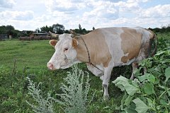 Подгоренские семьи выращивают скотину на частных подворьях