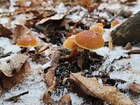 Аркадакцы собирают грибы под снегом