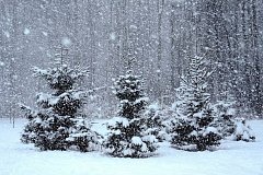 После морозных выходных к нам придут снегопады