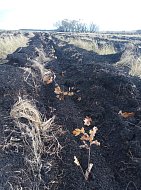 На территории 13,2 гектара Аркадакского лесничества этой осенью высадили более 40 тысяч сеянцев сосны, дуба и ясеня