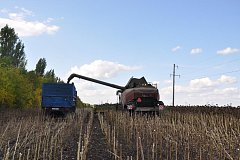 Земледельцы Аркадакского района убирают подсолнечник