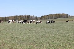 Пастбищный сезон в этом году начался раньше обычного