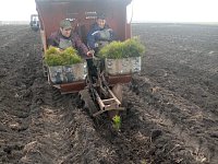 Леса Аркадакского района пополняются новыми насаждениями