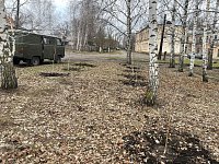 На территории больницы высадили молодые деревья