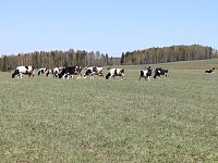 Пастбищный сезон в этом году начался раньше обычного