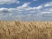 В Аркадакском районе набирает темпы уборочная страда
