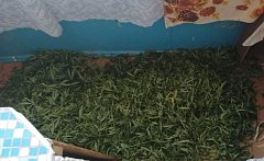 За добычу и хранение конопли житель Аркадака получил срок