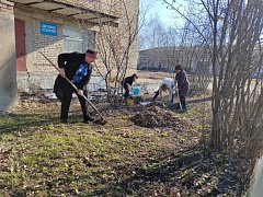 На территории больницы высадили молодые деревья