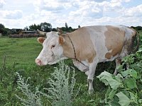 Подгоренские семьи выращивают скотину на частных подворьях