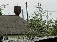 Аисты опять у нас!