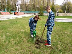 В эти погожие апрельские дни в сёлах Аркадакского района проходит акция "Сад памяти"
