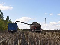 Земледельцы Аркадакского района убирают подсолнечник