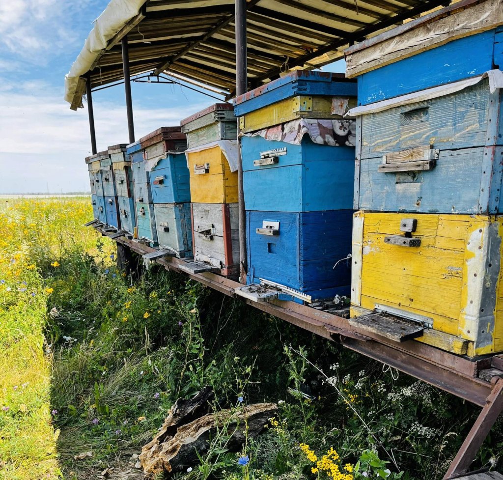 ульи.jpg