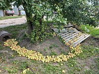 Сезон яблок этого года  радует аркадакских садоводов богатым урожаем