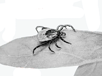 В Саратовской области становятся активными клещи – самое время вспомнить правила безопасности