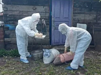 Учения по борьбе с африканской чумой свиней прошли в Аркадаке