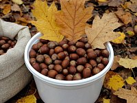 На землях Аркадакского и Турковского лесфондов собрали две тонны семян дуба