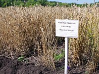 Труженики Аркадакской опытной станции помогают саратовским учёным-аграриям в селекционной работе