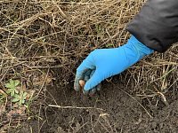 Аркадакское лесничество посеяло жёлуди дуба черешчатого