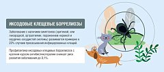 Пять вопросов о клещевом боррелиозе