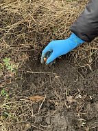 Аркадакское лесничество посеяло жёлуди дуба черешчатого