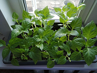 Сажаем  рассаду и ухаживаем за нею  правильно