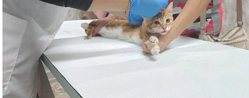 Заботливые хозяева из Аркадака приводят своих любимцев на бесплатную вакцинацию